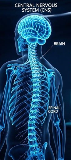 THE HUMAN NERVOUS SYSTEM