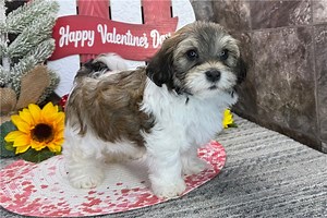 Cabo - Havanese Puppy 395756