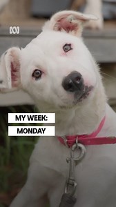 41K views · 453 reactions | Bring on Sunday  Muster Dogs: Collies & Kelpies — Stream from Sunday 2 February, 7.30pm on ABC iview and ABC TV: https://ab.co/MusterDogs | ABC iview | Facebook