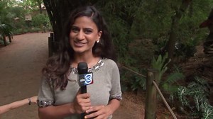 Dinosaurs brought to life once again at Houston Zoo