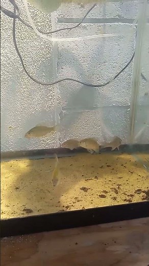 shellcrackers feeding time