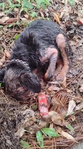 Our new rescue🛟 found in the trench. Please donate for food and treatment #adoptstrays #rescuepuppy