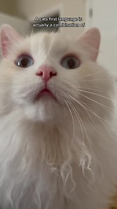 This is an actual dream come true. Finally being able to communicate with cats! 😻 Reposted from TikTok @delilahanddecklyn | The Refined Feline