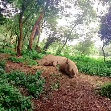 3 Days Murchison falls and Zziwa Rhino safari. This package will enable you to tour Uganda’s most amazing, largest and oldest National park with diversity of wildlife like elephant, giraffe,hippos, buffaloes, chimpanzee, uganda kob, Bushbucks,hyenas, hartebeests,waterbucks,oribs,warthogs among others and activities such as boat cruising ,game driving,Birding, hiking on top of falls, hiking and nature walks ,hot air balloon safaris, sport fishing, cultural encounters among others . Highlights Day