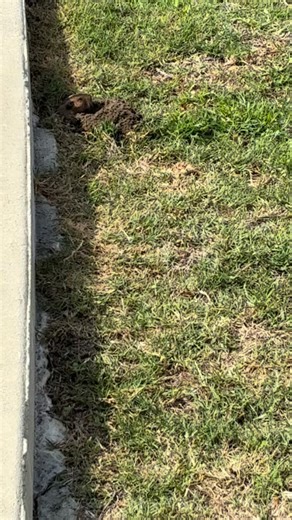 Introducing Our Pet Gopher named “CaddyShack”…藍藍藍. | Roderick Bentley | Facebook