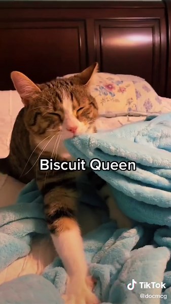 Matt McGlasson, DVM on TikTok