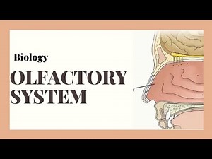 Olfactory system | Olfaction Mechanism | Sense of smell