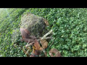 HARRIS HAWK GETS THE POINT IN THE END