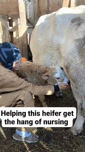116K views · 1.5K reactions | # family milk cow. Helping this heifer get the hang of nursing. | Sheila Logsdon | Facebook