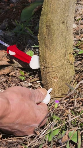 Administer injections to the sick trees #trees #farmer #planting #shorts