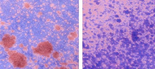 How Does Litmus Paper Work? Not Like pH Strips?