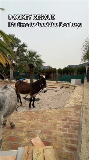 Donkey rescue. Donkey life. As we prepare for more bad weather and heavy rain, the Donkeys continue oblivious…… love Donkeys #donkey #equine #animalrescue #fyp @DONKEY DAD ADMIN ❤️🫏 @Perry Scope @Debbie208🦋🌼 @mustangdiane @StephanieGia1111 @Caroline @Roya @🐎💕LIANA the horsy girl💕🐎 @andie1951 @Jill Haire @karen @Princess55