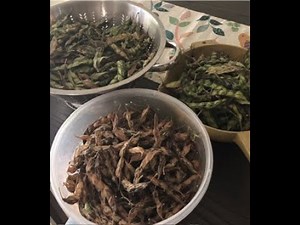 How to harvest and save Pigeon Peas.