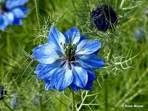 5.8K views · 102 reactions | "The best and most beautiful things in this world cannot be seen or even heard, but must be felt with the heart." — Helen Keller Source-Rose monet | Moments and Memories . | Facebook