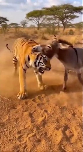 Can a Donkey Outsmart a Tiger? The Ultimate Animal Showdown