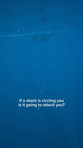 211K views · 1.4K reactions | If a shark is circling you, it does not necessarily mean it is going to attack. Sharks may circle something in the water in order to get a better idea of what it is. Animals may also swim in circular patterns for courtship or navigation. Why do you think this blue shark was circling me here? 麗 #shark #savesharks #blueshark #sharkdiver #ocean #sharkdiving ￼ | Kayleigh Nicole Grant | Facebook