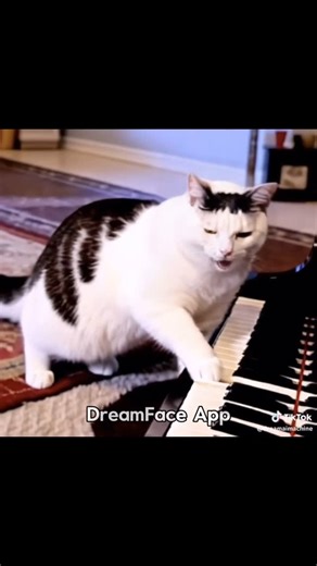 Huh Cat on Instagram: "TikTok: dreamaimachine"