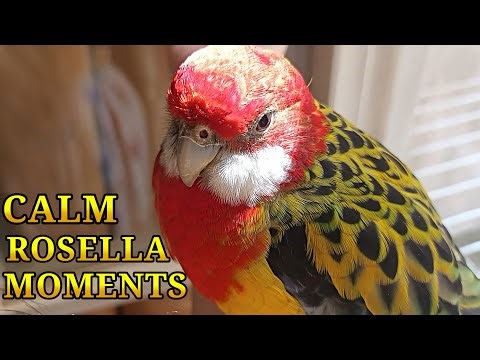Gentle Moments of Rosella For Relaxation 😌