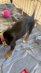 AVAILABLE FOR ADOPTION 🐶. We are just 10 weeks old. Aren’t we pretty? Our names are Lindsey and Lauren! Our mom is a Cocker Spaniel mix and my dad is a Beagle. Our mom abandoned us when we were two weeks old, so we have been bottle fed / hand raised (and spoiled rotten). We will stay on the small side, maybe 35lbs (when all grown up). We have one more sister and a brother that are available. Stay tuned for their pics. Southeast Volusia Humane Society 1200 S. Glencoe Rd, New Smyrna Beach, FL | S