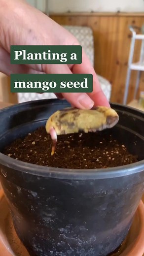 How to Plant a Mango Seed Today!