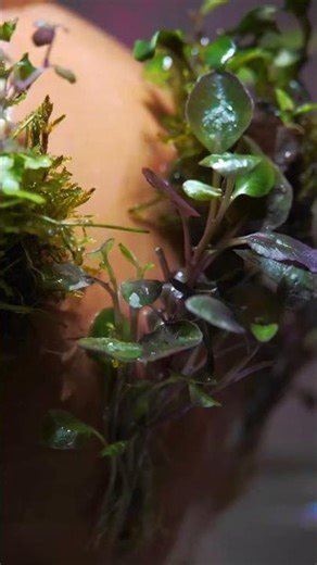 #RainTerrarium #experiment #shorts Hoya, Tropical & Ceramic Design FR/EN