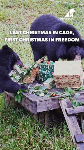 Last Christmas, they were behind bars, trapped in the darkness of bear bile farming. This Christmas, everything is different. Romeo, Kenny, Celeste, Mua, and Lelly—rescued and thriving at our Bach Ma Bear Sanctuary. They feel the grass under their paws, the sun on their fur and the kindness they never knew. Join us to celebrate their first Christmas in freedom. Together, let’s make sure no bear spends another Christmas in a cage. #AnimalsAsia #Bear #Rescue #Sanctuary #Christmas #LastChristmas #T