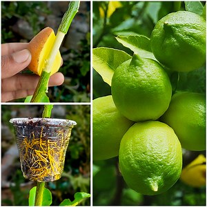 56K views · 588 reactions | How to Air Layering Lemon Tree in Summer Season /Easy method to grow Lemon tree at home | Rana Craft | Facebook