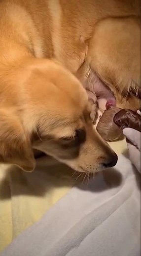 Amazing! Dog Gives Birth to 6 Puppies!