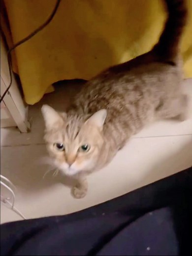 Adorable Pouting Kitten Video