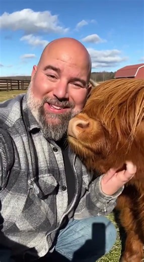 These Mini Highland Cows Are Way Smaller Than You’d Expect
