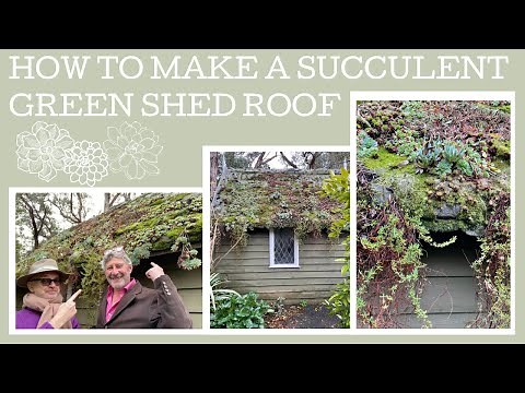 How to plant and maintain a succulent green roof on your shed...or anywhere for that matter!