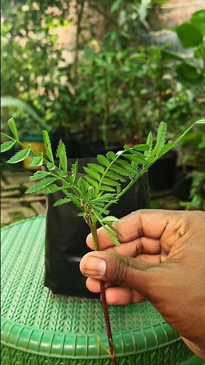 how to marigold plant reporting 🪴💐👍 #gardening #plant #reporting