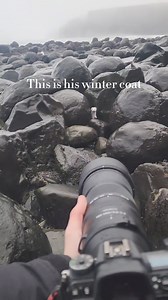 Adorable Ermine Witness the Cuteness of Short-Tailed Weasels 🐾😍 #ErmineLove #WeaselCuteness #WildlifeWonder #NatureAdventures | روضة دار الفردوس بأسيوط ــ التابعة لمجموعة مدارس ٣٠ يونيو