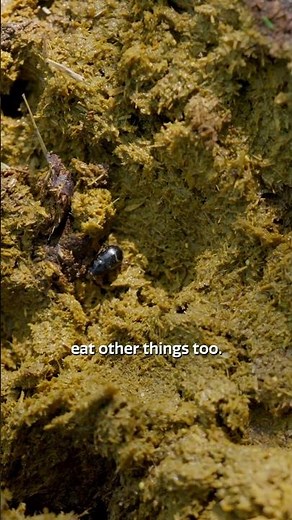 How dung beetles improve #soil porosity