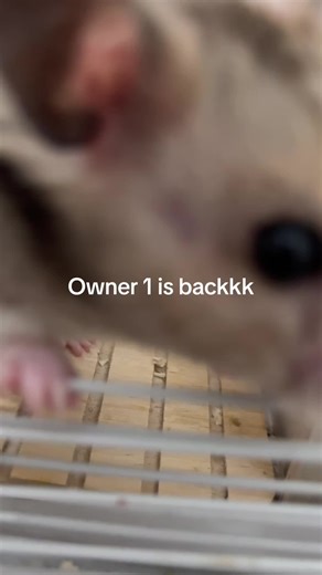 daisy&snoopy (@daisandsnoopy)’s videos with clay pigeons - 𝐥 𝐨 𝐯 𝐞 𝐲 𝐨 𝐮