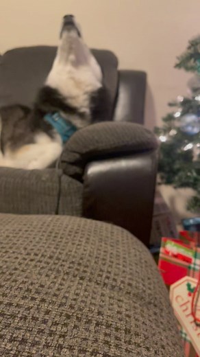 8.7K views · 55 reactions | Full Christmas Song. Available soon on Spotify — #haikuthehusky #dog #dogsofinstagram #husky #instagood #happy #music #christmas #love | Haiku the Husky | Facebook