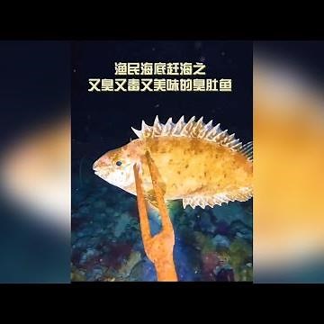 漁民海底趕海之又臭又毒又美味的臭肚魚#趕海 #漁民日常 #海底捕魚