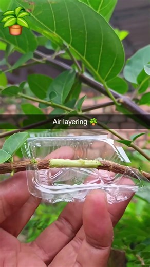 #airlayering #plants #plantshorts #viral#video #cocopet #alovera#garden #steam #soil #water#neture 🪴