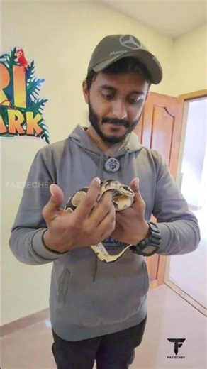 Royal Python💛#fastechey #royalpython #python #snake