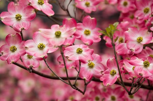 What Is the Cornus Florida Flower? | LoveToKnow