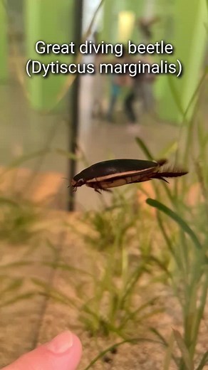 Childhood Memory: Great Diving Beetle in Aquarium