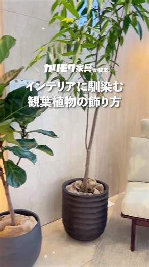 インテリアグリーンと椅子のある暮らし #カリモク #インテリア #インテリアグリーン #観葉植物
