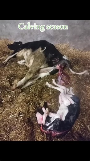 Helping Calves to Arrive Safely During Calving Season