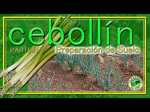 💚🌱Cebollín. Parte#1: Preparación de Suelo🌱💚