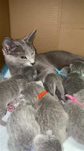 Understanding Russian Blue Cats: A Complete Guide