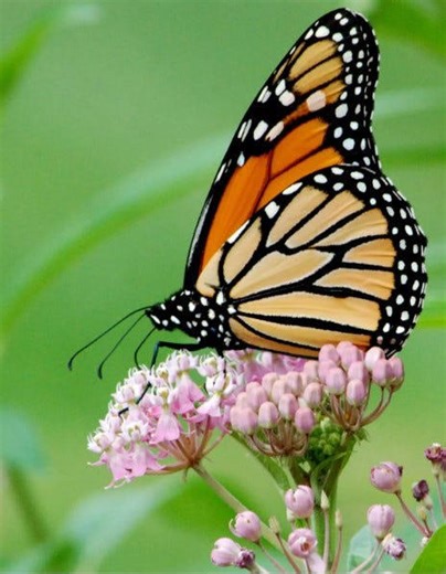 Monarch fall migration 2025: What to know as they follow the shorelines of the Great Lakes