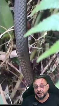 Caninana, Spilotes pullatus in Ilhabela | SNAKE WEEK EPISODE 23 #biologist #biologohenrique