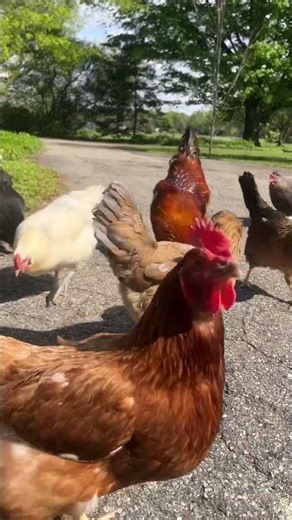 Chickens 🐓