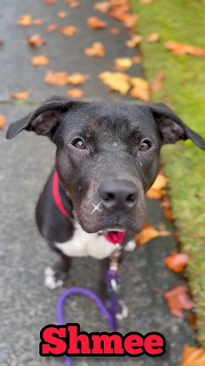 2.5K views · 87 reactions | Shmee, a well-trained American Pit Bull...