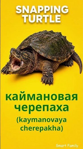 9 Turtle Names in Russian 🐢